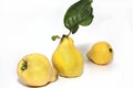 Quinces Royalty Free Stock Photo