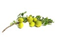 Quince with a green leaf on white background