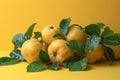 Quinces with leaves on yellow background