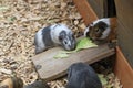 quinea pigs near her home