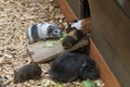 quinea pigs near her home