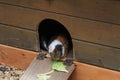 quinea pigs near her home