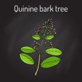 Quinine Bark Tree Cinchona officinalis , medicinal plant Royalty Free Stock Photo