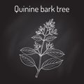 Quinine Bark Tree Cinchona officinalis , medicinal plant