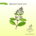 Quinine Bark Tree Cinchona officinalis , medicinal plant Royalty Free Stock Photo