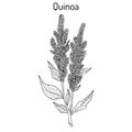 Quinoa Chenopodium quinoa superfood, healthy plant