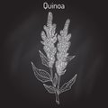 Quinoa Chenopodium quinoa superfood, healthy plant