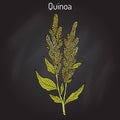 Quinoa Chenopodium quinoa superfood, healthy plant