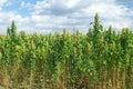 Quinoa Crop Royalty Free Stock Photo