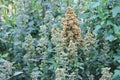 Quinoa crop grows at farm stock, photo, photograph, image, picture