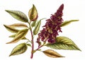 Quinoa Plant Botanical Illustration, Chenopodium Quinoa, Kinwa or Kinuwa Abstract Generative AI Illustration