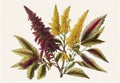 Quinoa Plant Botanical Illustration, Chenopodium Quinoa, Kinwa or Kinuwa Abstract Generative AI Illustration