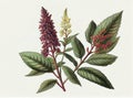 Quinoa Plant Botanical Illustration, Chenopodium Quinoa, Kinwa or Kinuwa Abstract Generative AI Illustration