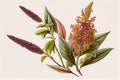 Quinoa Plant Botanical Illustration, Chenopodium Quinoa, Kinwa or Kinuwa Abstract Generative AI Illustration