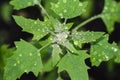 Quinoa Plant