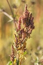 Quinoa plantation (Chenopodium quinoa)