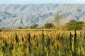 Quinoa plantation (Chenopodium quinoa)