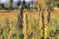 Quinoa plantation (Chenopodium quinoa)