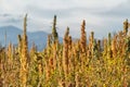 Quinoa plantation (Chenopodium quinoa)