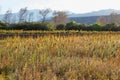 Quinoa plantation (Chenopodium quinoa)