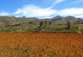 Quinoa plantation in the Colca Valley