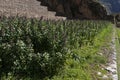 Quinoa plantation in Peru