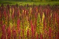 Quinoa plantations in Chimborazo, Ecuador