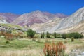 Quinoa plants and colorful mountains along the Markha Valley trek, Ladakh region, India Royalty Free Stock Photo