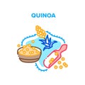 Quinoa Porridge Vector Concept Color Illustration