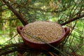 Quinoa, quinoa or quinoa, `Chenopodium quinua`. It is a seed Royalty Free Stock Photo