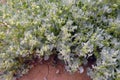 Quinoa is salt tolerant Atriplex holocarpa Royalty Free Stock Photo