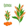 Quinoa set. Seeds, healthy quinoa vegetarian food. Cartoon flat style.