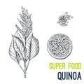 Quinoa. Super food hand drawn sketch vector Royalty Free Stock Photo