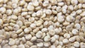 Quinoa. White quinoa grains by macro