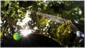 Quinta da Regaleira, the misterious castle and park. Sintra. Portugal