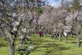 The Quinta de los Molinos park in Madrid in full bloom of spring almond and cherry trees with white and pink flowers Royalty Free Stock Photo