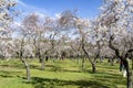 The Quinta de los Molinos park in Madrid in full bloom of spring almond and cherry trees with white and pink flowers Royalty Free Stock Photo