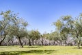 The Quinta de los Molinos park in Madrid in full bloom of spring almond and cherry trees with white and pink flowers Royalty Free Stock Photo