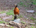 The quintessential early bird, American Robins