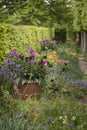 Quintessential vibrant English country garden scene landscape wi