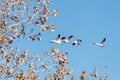 Snow geese in flight at Bosque del Apache Royalty Free Stock Photo