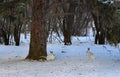 Quintet Prairie Hares winter white coat