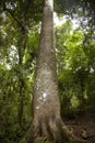 Quipo tree, Panama