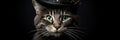 Quirky Cat Posing In A Magicians Top Hat