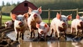 a quirky farm where mischievous happy pigs love in the mud