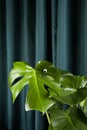 Monster eyes gradient curtain monstera Royalty Free Stock Photo