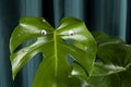 Monster eyes gradient curtain monstera Royalty Free Stock Photo