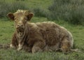 Highland cow calf lay in a field Royalty Free Stock Photo