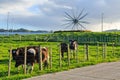 Quirky metal sculpture, `Bound Around`, on outskirts of Tauranga, New Zealand