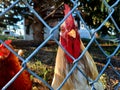 Quirky Rooster Peers at Camera with a Mischevious Glance